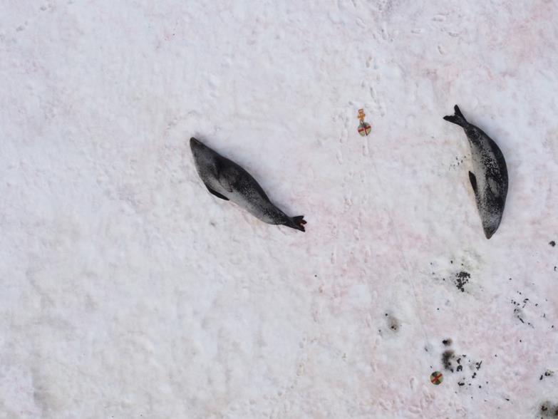 Leopard seals photographed by a small drone that has changed the way scientists monitor the species. Instead of tracking and capturing the seals to weigh and measure them, scientists can now extract much of the same information from a drone photograph photo copyright SWFSC / NOAA Fisheries taken at  and featuring the Fishing boat class