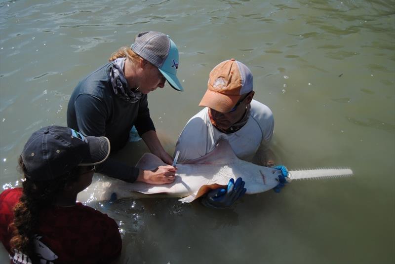 Tagging smalltooth sawfish Florida Everglades photo copyright NOAA Fisheries taken at  and featuring the Fishing boat class