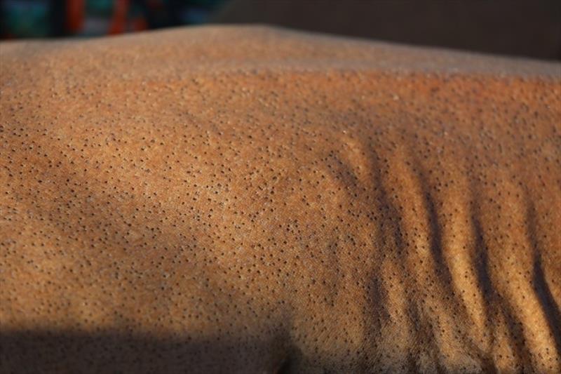 Sandbar shark skin - photo © NOAA Fisheries