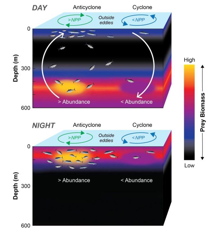 This conceptual figure shows predator and prey abundance inside and outside of eddies within the North Pacific Subtropical Gyre photo copyright Les Gallagher (Fishpics® & IMAR-DOP, University of the Azores) taken at  and featuring the Fishing boat class