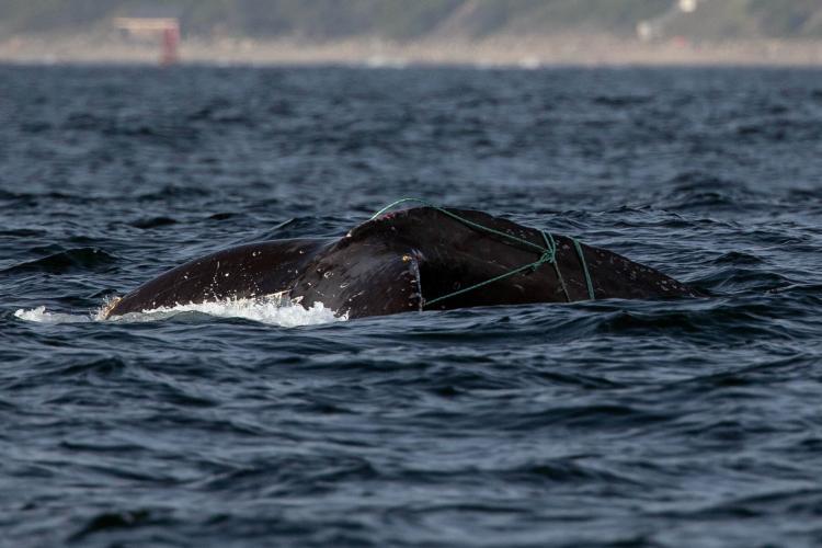 Ropes entangle a humpback whale off Dana Point, California, on October 9 photo copyright NOAA Fisheries, MMHSRP Permit #18786-06 taken at  and featuring the Fishing boat class