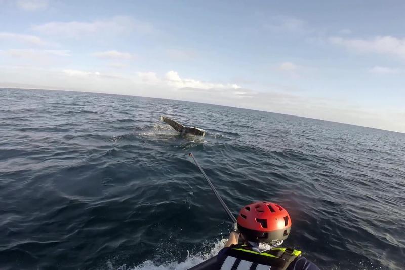 A team from NOAA Fisheries and the Pacific Marine Mammal Center approach an entangled humpback whale off Dana Point, California, on October 9. The team cut the whale loose from most of the ropes entangling it photo copyright NOAA Fisheries, MMHSRP Permit #18786-06 taken at  and featuring the Fishing boat class