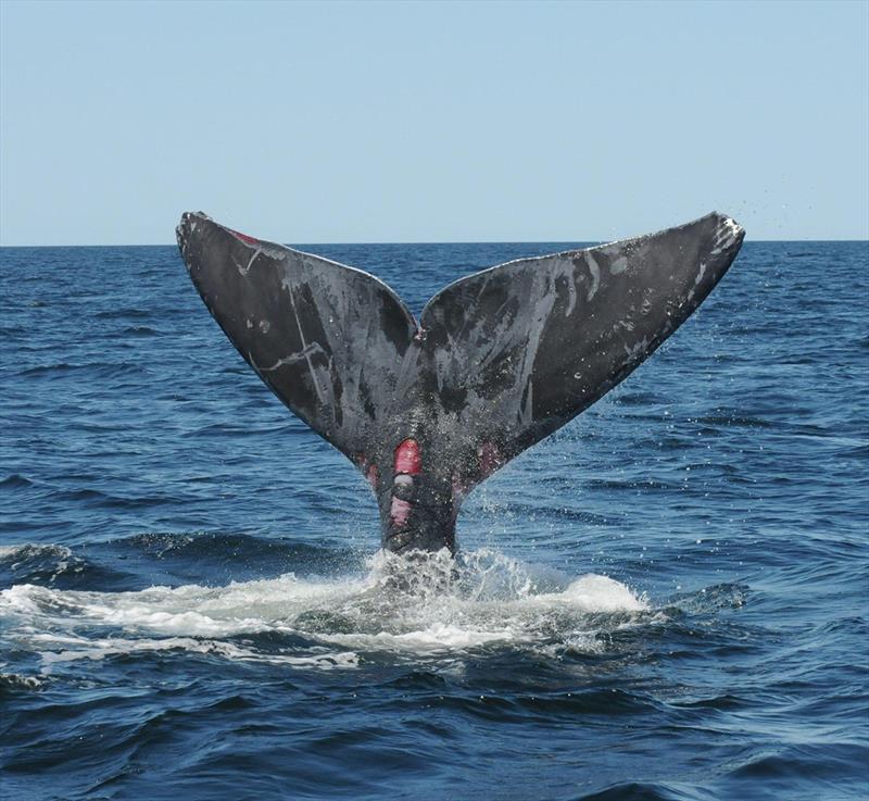 North Atlantic right whale (#4510) with evidence of sublethal entanglement injuries along the tail fluke and peduncle - photo © NOAA Fisheries