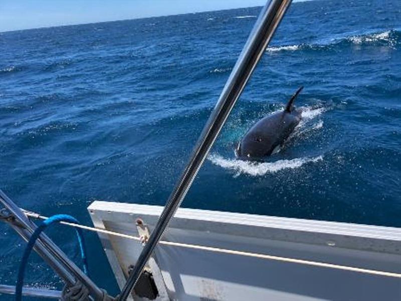 Orca interactions continue off the western Iberian Peninsula - photo © Noonsite