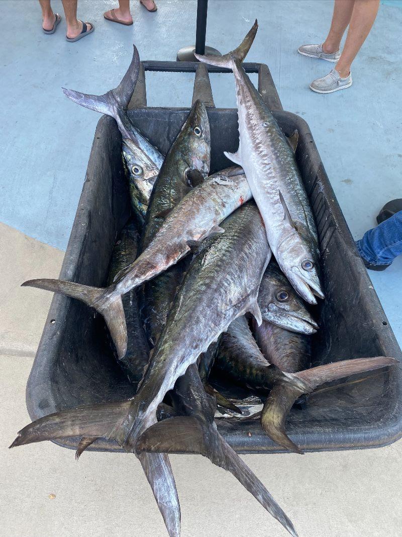 Record-Breaking 2023 Old School Kingfish Shootout - photo © Yellowfin