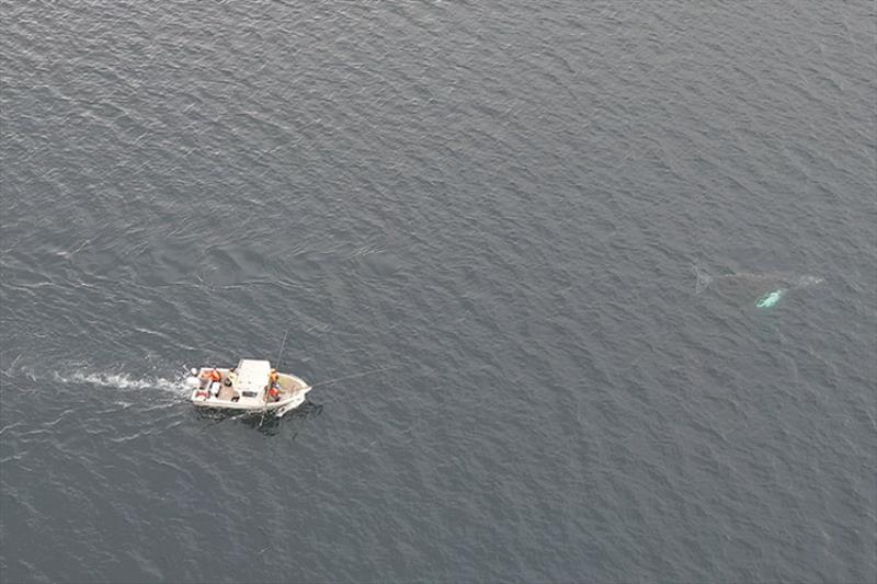 The male humpback whale swims free following a successful whale disentanglement operation in Iliuliuk Bay near the Port of Dutch Harbor, Alaska - photo © City of Unalaska, taken under NOAA Fisheries Permit #24359