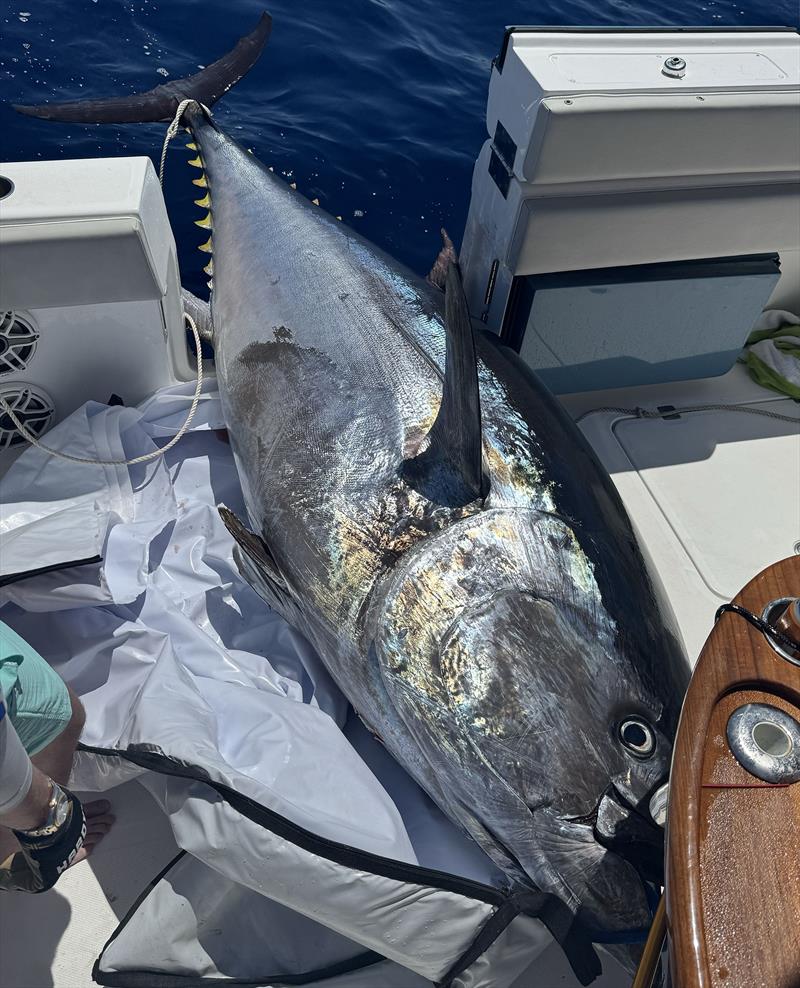 Crew on board an Invincible 46' cat land an 884 pound Atlantic Bluefin tuna - a Texas record - photo © Catillac