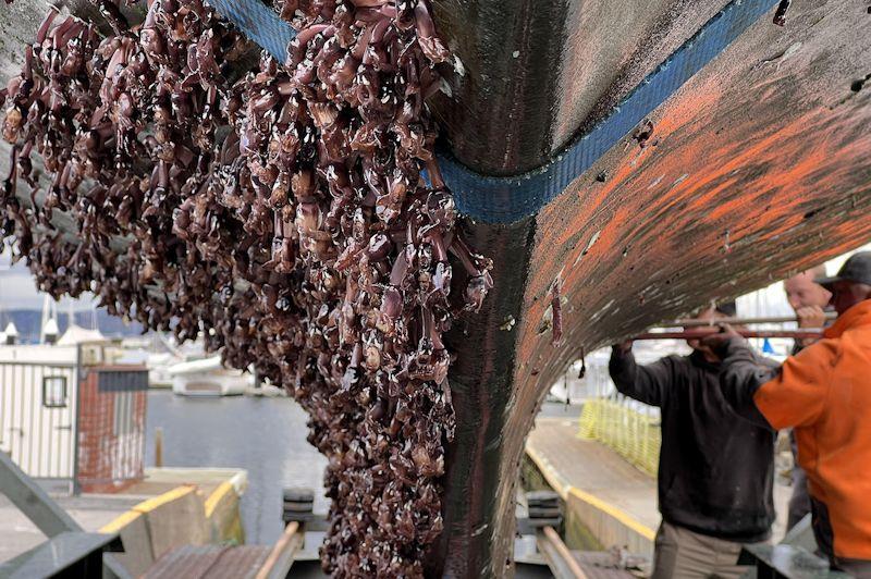 Olleanna's barnacle growth and resistance was bigger than expected in the southern ocean, for Jeremy Bagshaw - can other Golden Globe Race entrant's hulls look like this one? - photo © GGR2022 / D&JJ