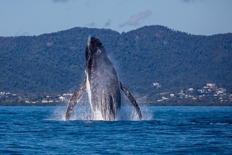 A huge leap for whale kind - 2023 Airlie Beach Race Week - photo © Shirley Wodson / ABRW