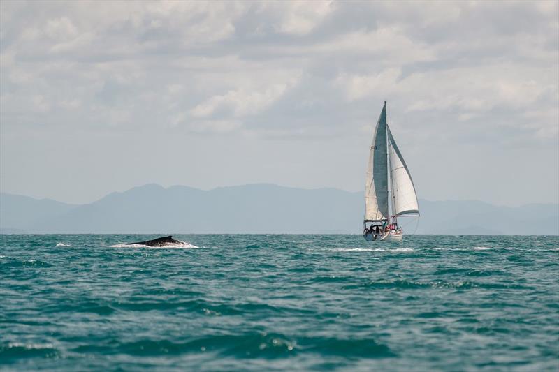 Dreamagic conjured up a whale to end a great week - SeaLink Magnetic Island Race Week 2025 photo copyright Revolution Production taken at Townsville Yacht Club and featuring the IRC class