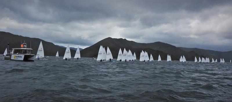 NZ ILCA National Championships - Day 1, Queen Charlotte Yacht Club, Picton - photo © Christel Hopkins