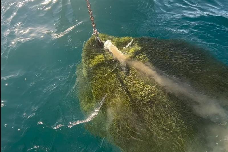  Exotic Caulerpa on an anchor photo copyright Marine Biosecurity taken at Wakatere Boating Club and featuring the  class