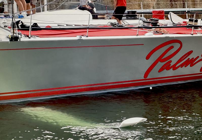 C-Foil and intricate tip on Palm Beach XI - photo © Bow Caddy Media