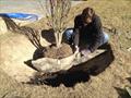 The author, helping plant a katsura tree © David Schmidt