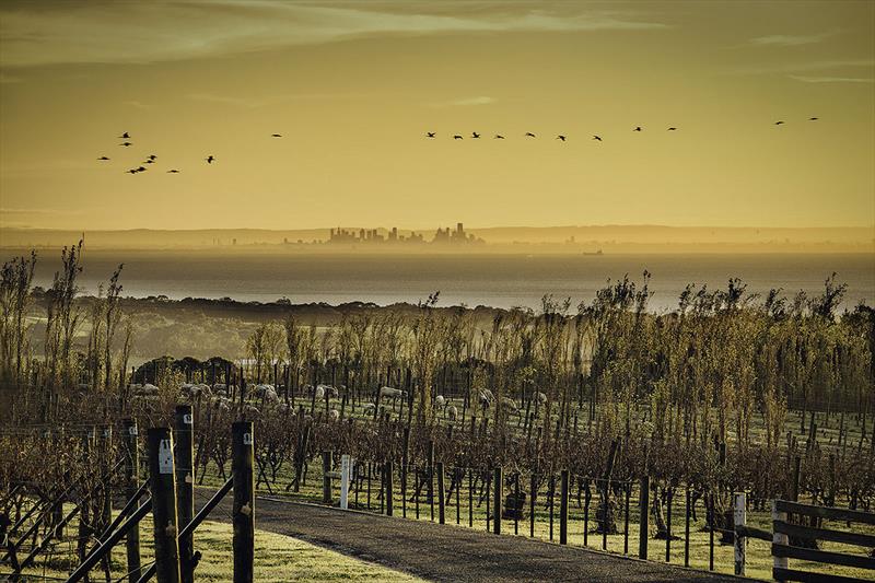 Grapes and water - Scotchmans Hill Vineyard is both pretty and turns out sensational wine photo copyright Scotchmans Hill taken at 