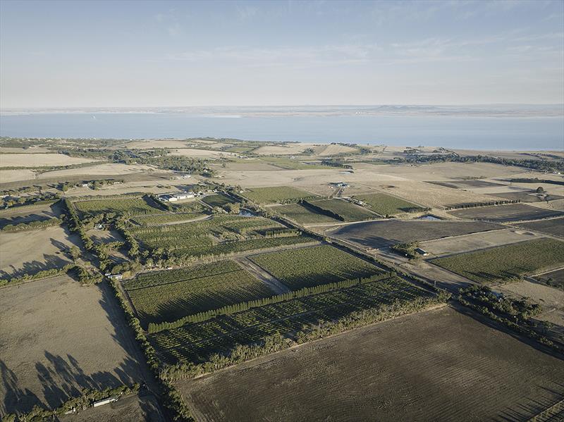 Grapes and water - Scotchmans Hill Vineyard is both pretty and turns out sensational wine photo copyright Scotchmans Hill taken at 