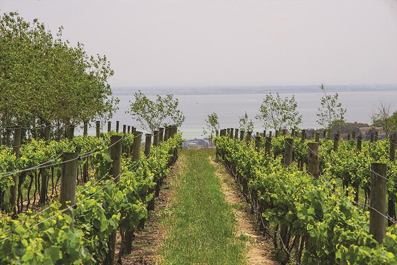 Grapes and water - Scotchmans Hill Vineyard is both pretty and turns out sensational wine photo copyright Scotchmans Hill taken at 