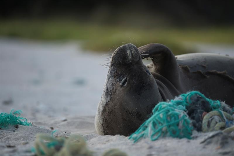 Hawaiian monk seal resting on derelict fishing net photo copyright NOAA Fisheries / Steven Gnam taken at 