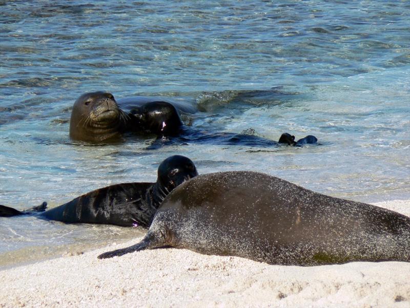 Reuniting pups and mothers - photo © NOAA Fisheries