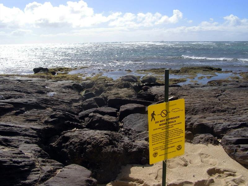 Sharing the shore - photo © NOAA Fisheries