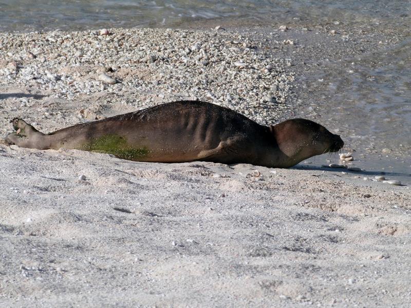 Rescuing and rehabilitating seals - photo © NOAA Fisheries