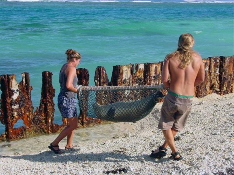 Freeing trapped seals - photo © NOAA Fisheries