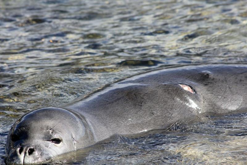 We treat injuries photo copyright NOAA Fisheries taken at 