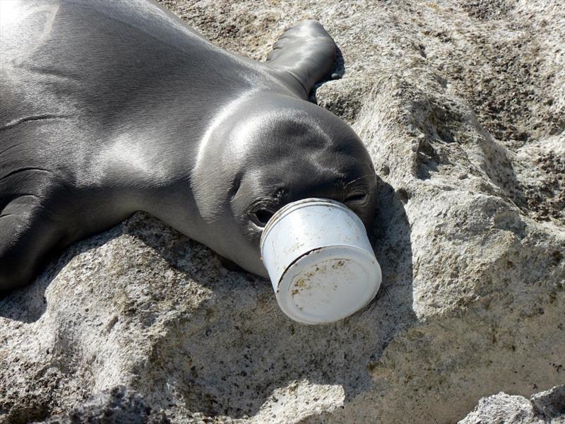 Removing trash and marine debris - photo © NOAA Fisheries