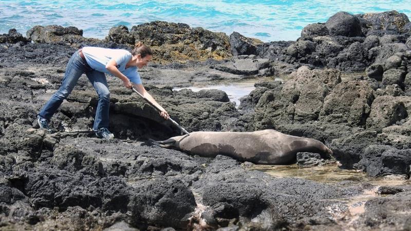 Vaccinating seals - photo © NOAA Fisheries