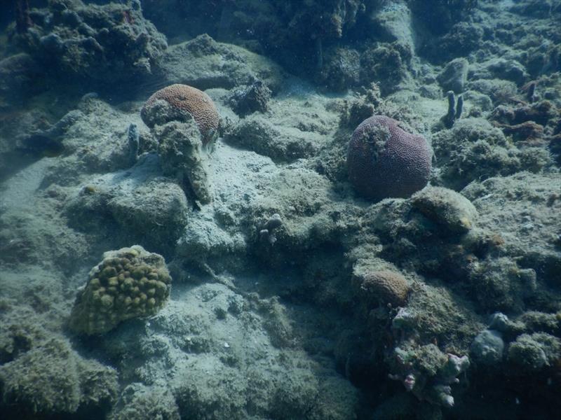 Coral relocation operations in the U.S. Virgin Islands following the 2017 hurricane season. - photo © NOAA Fisheries