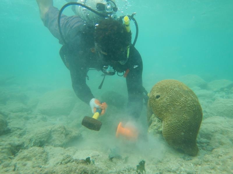 Coral relocation operations in the U.S. Virgin Islands following the 2017 hurricane season photo copyright NOAA Fisheries taken at 