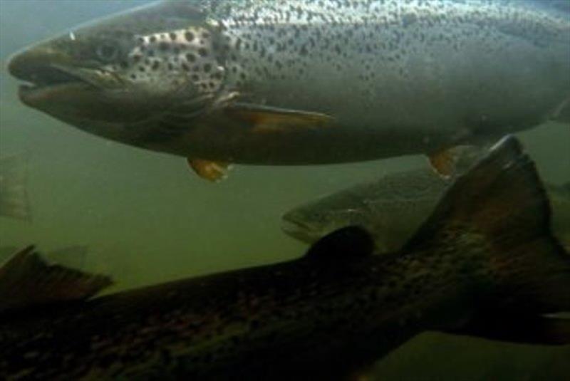29,500 tonne at say 2 kilos each = 14.5 million fish - photo © jackandjude.com