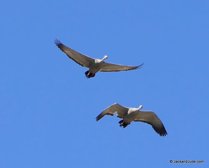 Birds at Rum Island photo copyright Jack and Jude taken at 