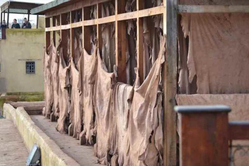 Drying the hides - photo © SV Red Roo