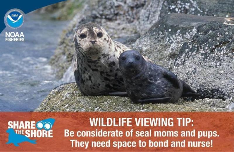 Wildlife viewing tip postcard - photo © NOAA Fisheries
