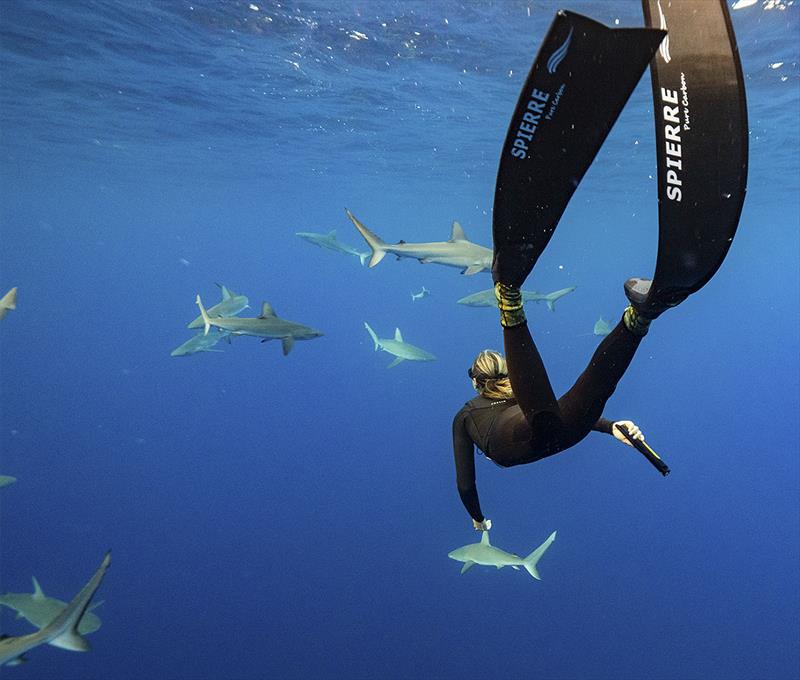 Swimming with sharks - good to have one of Ocean Guardian's eSpears nearby. - photo © Andre Rerekura