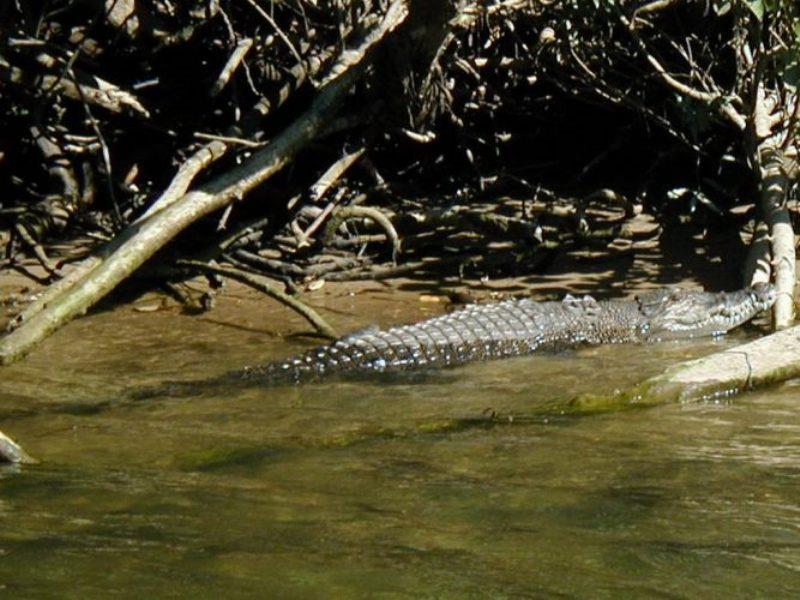 Salt water crocodiles photo copyright Hugh & Heather Bacon taken at 