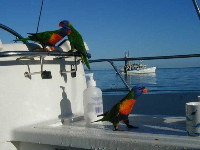 Rainbow Lorikeets - photo © Hugh & Heather Bacon