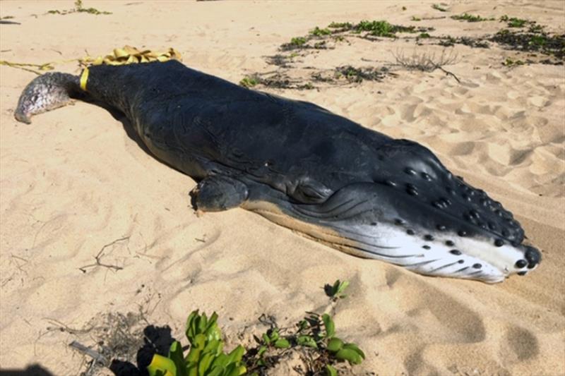 Stranded humpback whale calf on Kekaha beach, Kauai. - photo © NOAA Fisheries