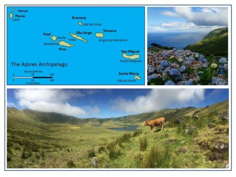 The Azores Archipelago. Hydrangeas cover hand piled lava rock walls on Flores. The Caldera on Corvo with interior lakes, hydrangea covered walls, and cattle grazing. - photo © Rod Morris