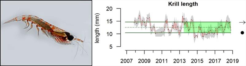 Graph showing a decrease in observed krill size from 2014-2016 photo copyright NOAA Fisheries taken at 