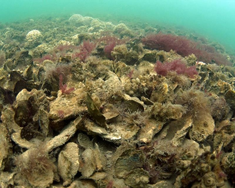 Restored oyster reefs can improve water quality - photo © NOAA Fisheries