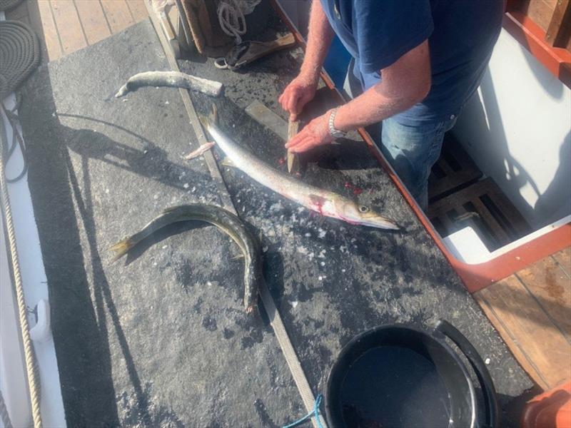 On to Killiecrankie, as there was an approaching front. WHITING, Chris hooked 4 of the biggest I've ever seen. These fed 8 of us. - photo © Tim Phillips