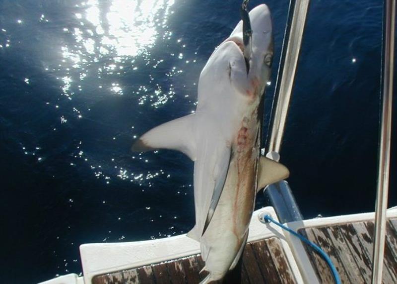 Timor Sea catch of the day - photo © Hugh & Heather Bacon