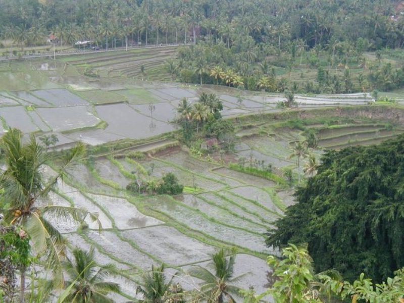 Rice paddies photo copyright Hugh & Heather Bacon taken at 