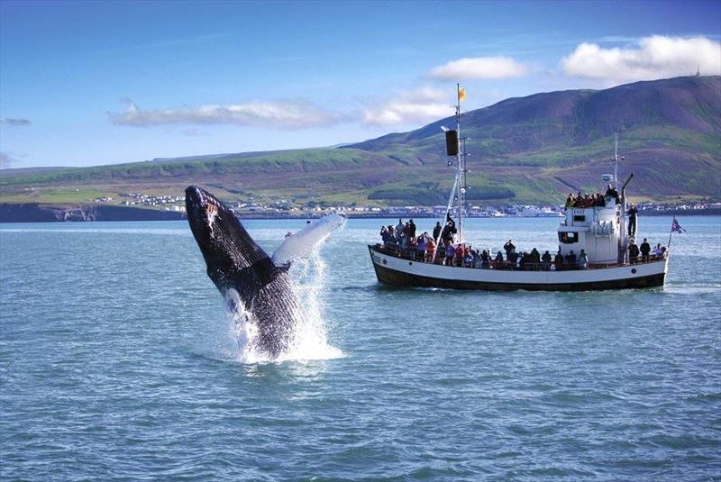 Whales in Iceland photo copyright Andrew Bedwell taken at 