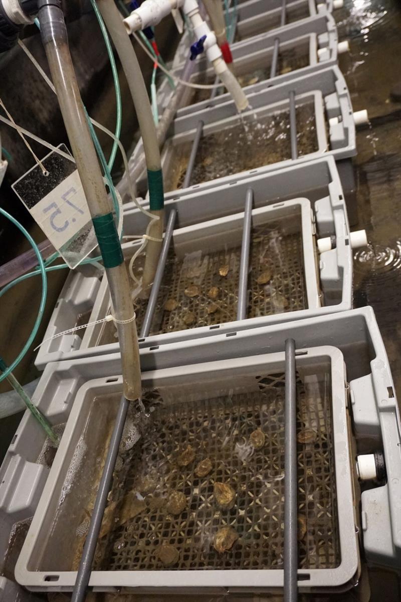 Oysters in experimental flow-through tanks during ten-week ocean acidification experiment photo copyright NOAA Fisheries taken at 