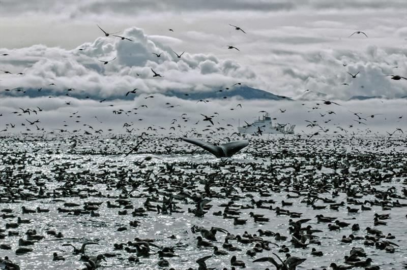 6 Reasons Why Alaska's Aleutian Islands Are A Hot Spot For Sea Life