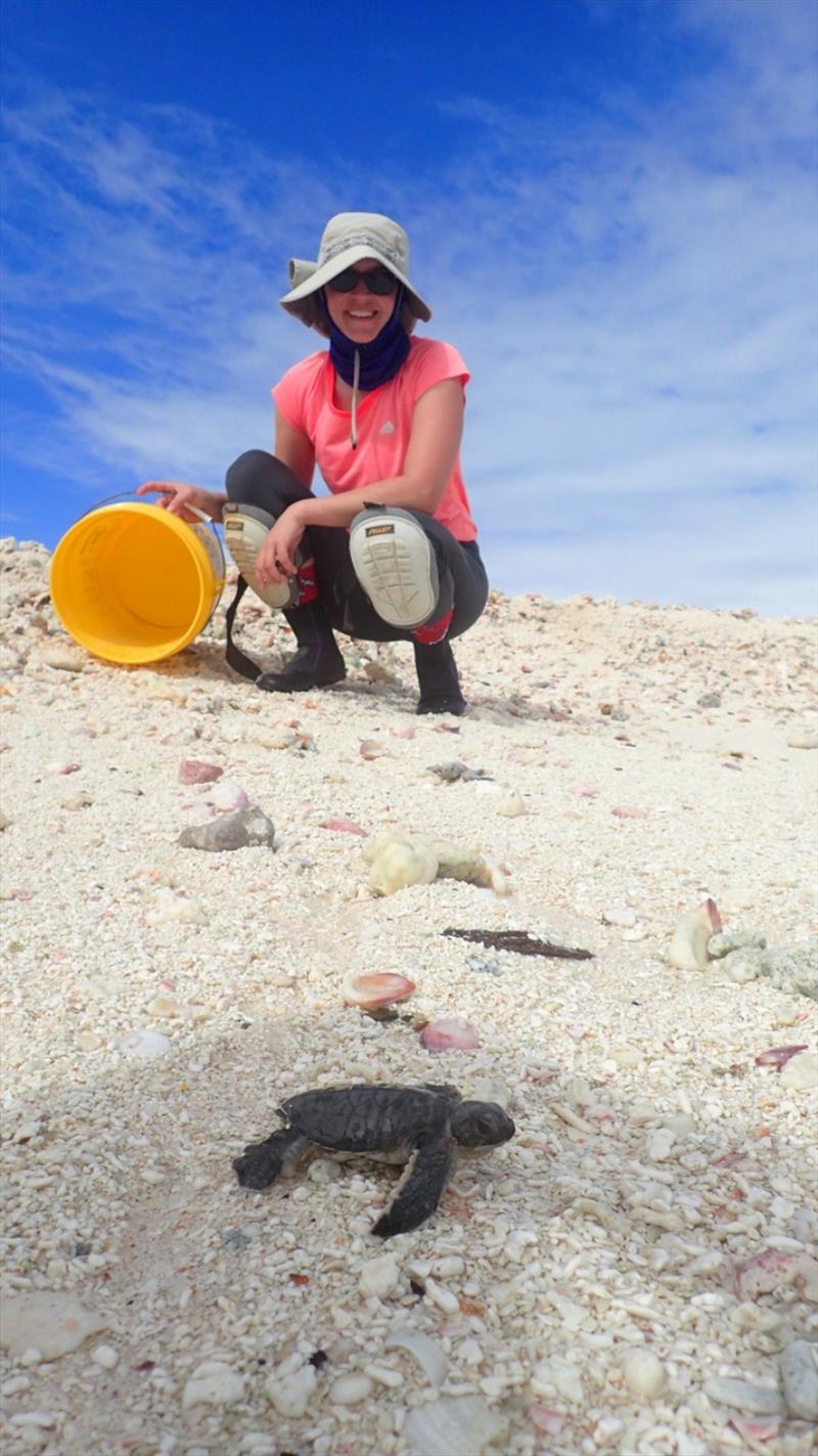 Reproductive biologist Dr. Camryn Allen watches a green sea turtle hatchling crawl to the ocean shoreline on East Island just weeks before Walaka hit French Frigate Shoals as a category 5 hurricane. - photo © NOAA Fisheries / Lindsey Bull