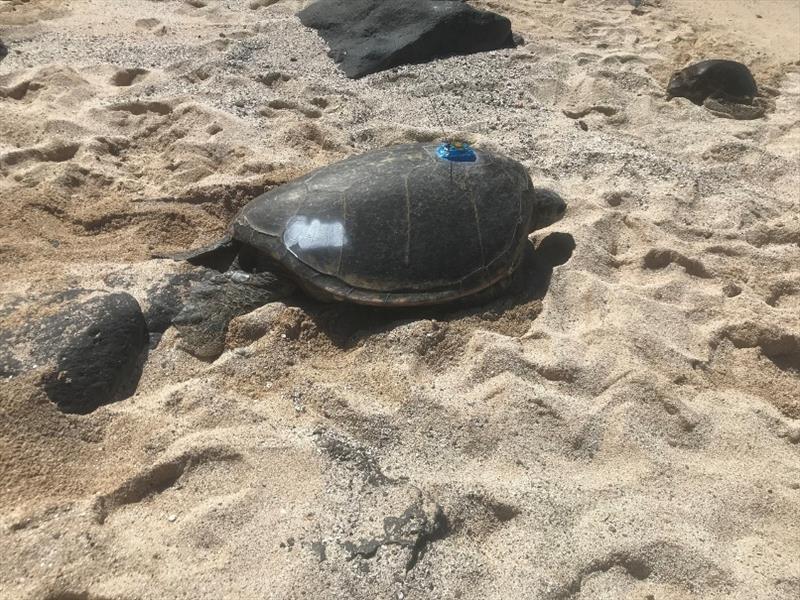 The identifier `OA48` was etched into the turtle's shell, and non-toxic paint was applied. The paint will wear off of the outer shell and remain in the etched markings for easy identification later in the season. - photo © NOAA Fisheries / Michelle Barbieri